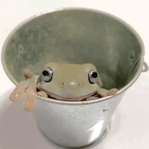Kermit For Frog Day!!! 