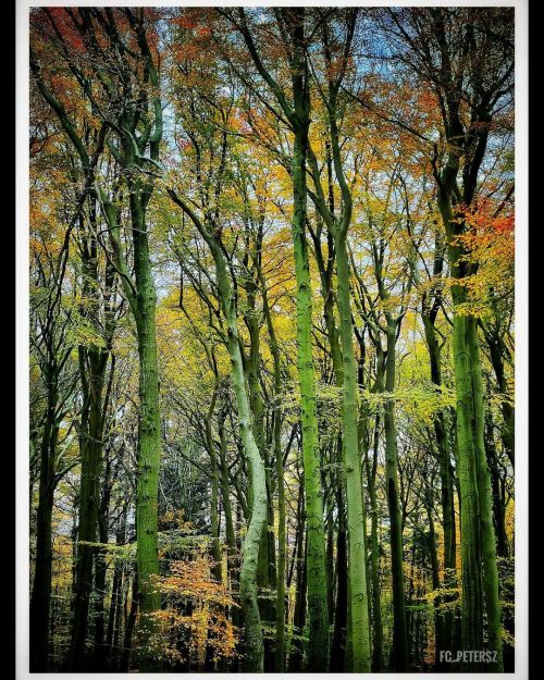 #soest #nature #naturephotography #trees #forrest . . . . #colorventures #phography #photograper #p