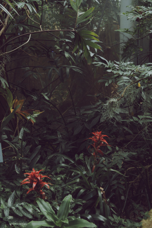 kenmarten:Lush - Plantasia, Swansea, UK (Part 1)