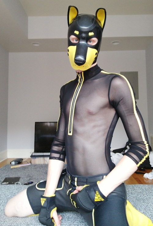 pup-rolo: Serving Kill Bill vibes in my brand new mesh bodysuit *wags wags* If only I had a samauri sword…. 🐶🐾🐕  Thanks to @puppytrick for encouraging me to go for the new purchase. And for the awesome time we’re having while he stays with