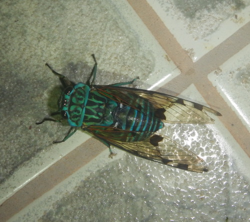 buggirl:Quite possibly the most beautiful cicada I’ve ever seen alive.Tiputini, EcuadorWow, this cic