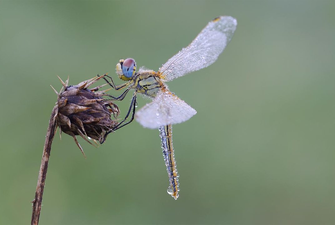 smithsonianmag:  Photo of the Day: Dressed in Dew Photo by Stefano Coltelli (San