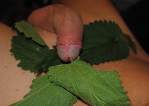 nettlefun:This is a selection of pictures I made as a special request while trying to stuff some nettle leafs into my bell end. More nettle fun pictures on; “ nettlefun.tumblr.com “
