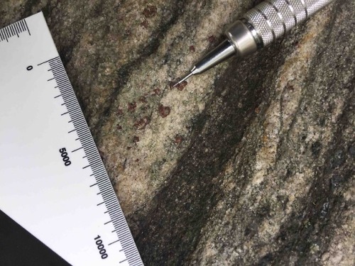 veggeologist:Garnets- an index mineral for metamorphic rocks. Check out those big ones in the bottom