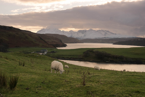 ursbornhauser:Landlife on the Ilse of Skye