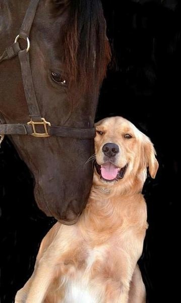 theblogforadog:  dogs and horses 