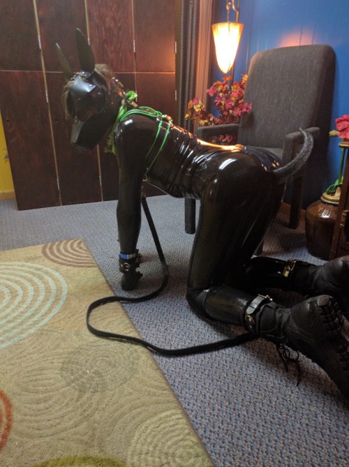 Porn Pics pup-seraph:  A short photo shoot at a kinky