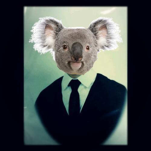 theworldendstomorrow:  dis photo sayz i gotz da right koalaficationz 