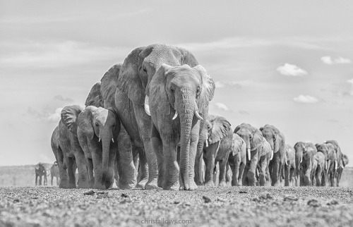 Photographer Chris Fallows captures awe-inspiring images of wildlife in their natural habitats. 