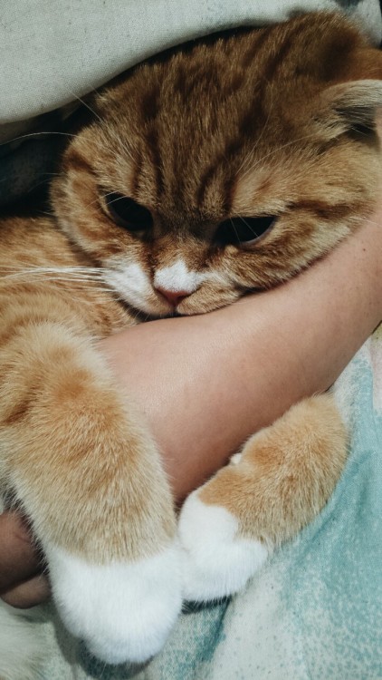 carldrogothecat:Arm hugswww.facebook.com/carldrogothecat