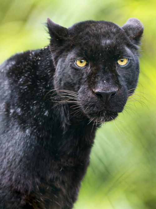 lovingexotics: Black Panther Panthera pardus Source: Here