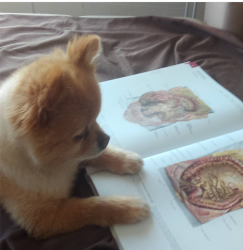 doctorderange: Tbt to when my dog was more interested in anatomy than i was How cuuuute!!! ❤❤