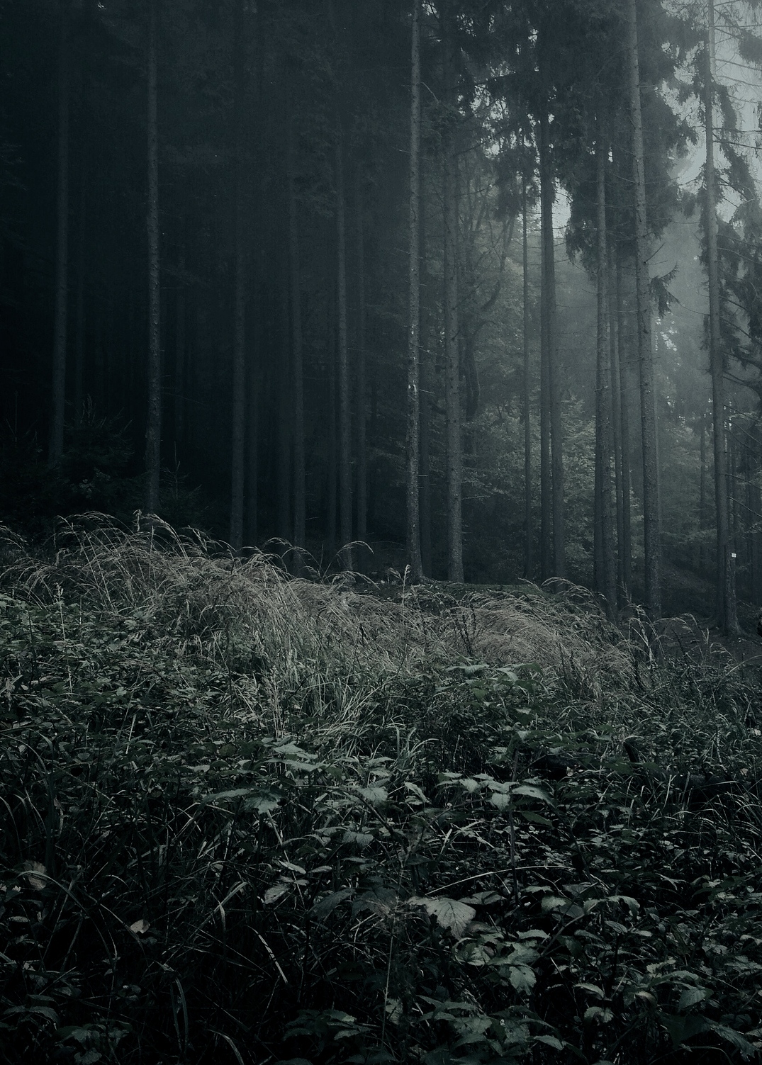 absinthius:  Trees 