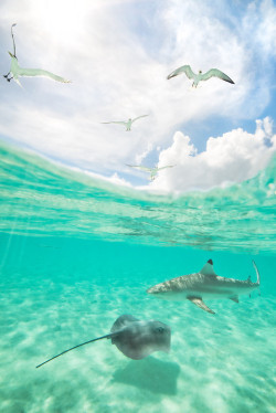 anotic:  Bora Bora — French Polynesia 