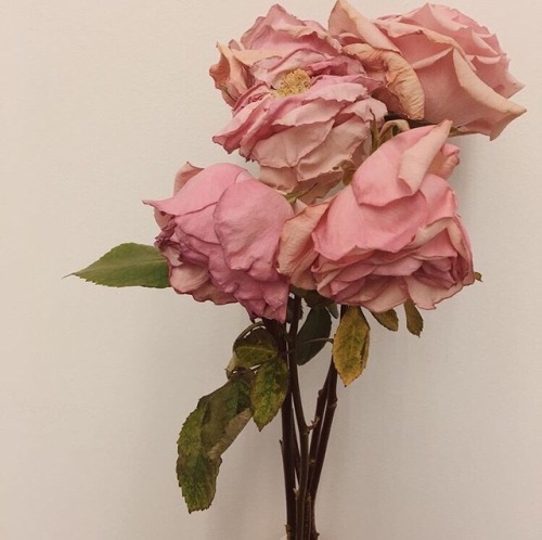 cherrytints:peach