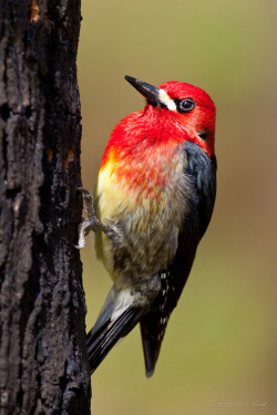 wowtastic-nature:  Red-Breasted Sapsucker