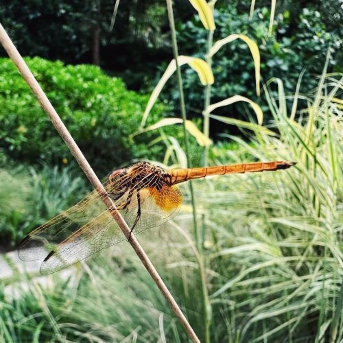 Throwback to botanic garden walk. Spotted insects..
https://www.instagram.com/p/CnN_oTCJTOt/?igshid=NGJjMDIxMWI=