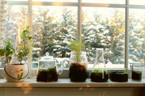 athyriumotophorum:My plants and terrariums on the window ledge.