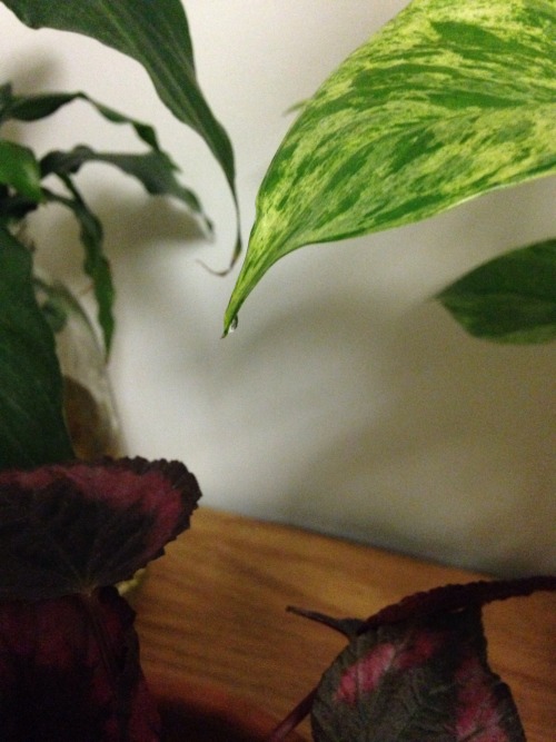 2.4.16 - My “crying pothos” - guttation droplets on the tips of the leaves. Best to be w