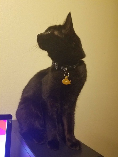 fashionable little lady