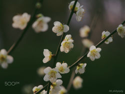 me-lapislazuli:  Ume blossoms | by fxkito2 | http://ift.tt/1nn0tvx 