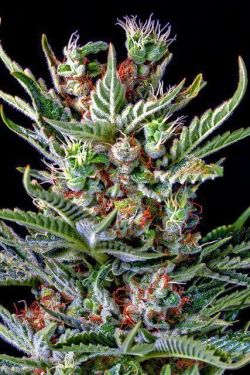 weedseedsandbongs:  The Cannabis Grow Bible: