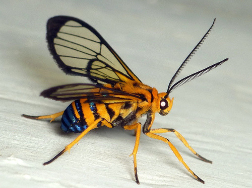 libutron:  Sapphire-tailed Clearwing - Loxophlebia nomia Loxophlebia nomia (Arctiidae - Ctenuchini) is a species of neotropical moth belonging to a group commonly referred to as tiger moths or wasp moths.  Members of the tribes Ctenuchini (like Loxophlebi