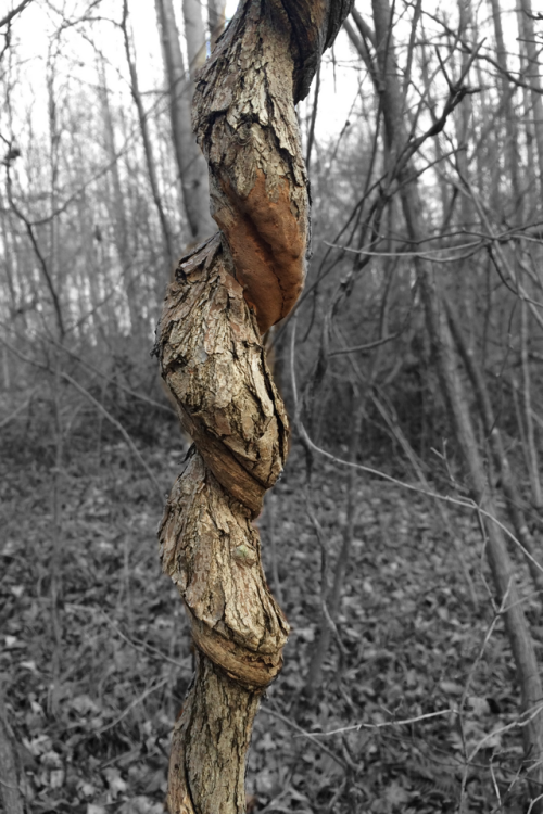 “I wonder if the tree knows it’s under attack.”He says. The struggle illuminating it’s beauty in the