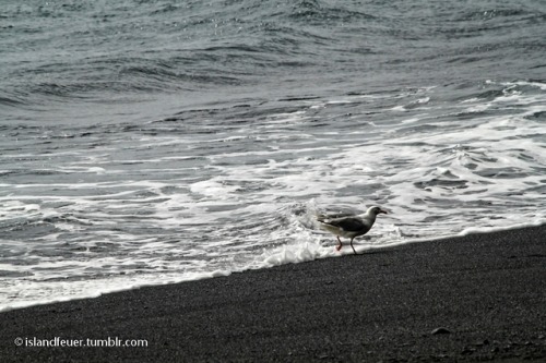 Beach walk A seagull takes a walk on a black beach in Iceland.©islandfeuer 2010-2015. All Rights Res