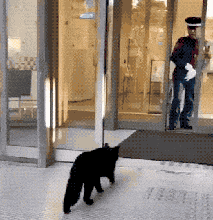 nae-design:Famous cats who spent the last two years trying to get into a Japanese