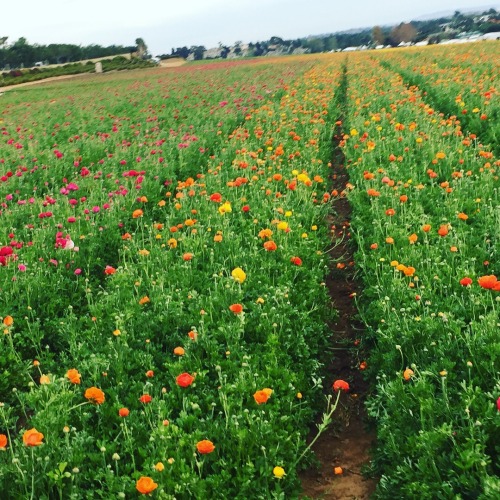 oldfarmhouse:Welcome to the Flower Fields at Carlsbad Ranch®Take yourself out of the ordinary and sp