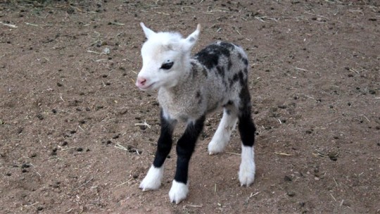 acosmodot:  weirdo-concker: chouxcake:   w33d-witch:   w33d-witch:  I just found out the offspring of a goat and sheep is called a GEEP and they’re the cutest lil shits ever I want 200 of them  A baby VS an adult   Coool as fuck they have two sets of