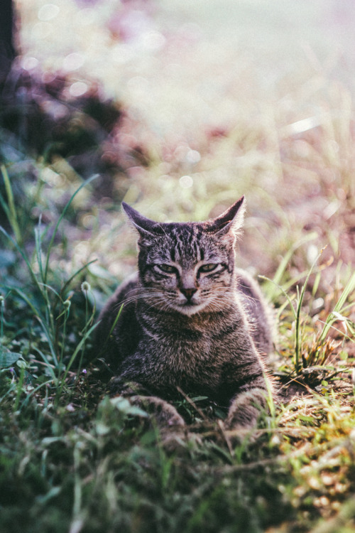 niknyllenne: Cat is a majestic creature . It bow to no one .© niknyllenne