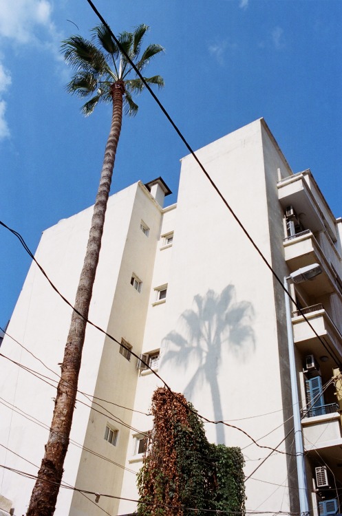 chebmoha:palm tree reflection 