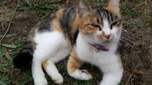 w0nderland-0f-cats: My beautiful girl Charlie