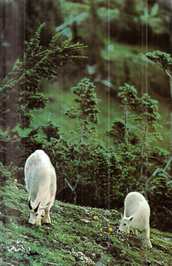 indodla:  Olympic National Park National Geographic February 1974 