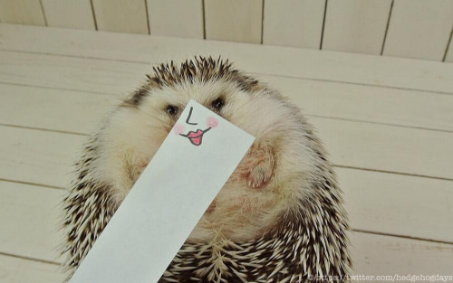 mr-mrs-insatiable:  tastefullyoffensive:  The Many Expressions of Marutaro the Hedgehog [via]  Umm. Omg.Yes! Hello, adorable!  and then i run into this XD