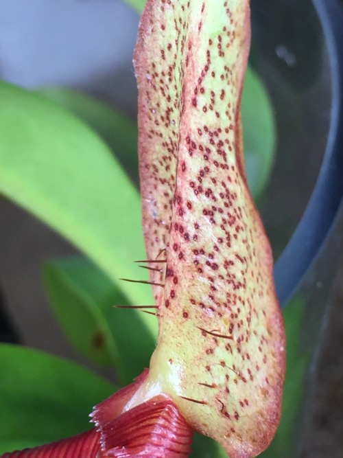 cravethosephotons:Photos Taken: 17-December-2019Nepenthes x briggsianaA newer pitcher on this plant 