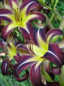 Flowersgardenlove:  Creature Of The Nigh Beautiful Gorgeous Pretty Flowers  Because&Amp;Hellip;Lilies!!!