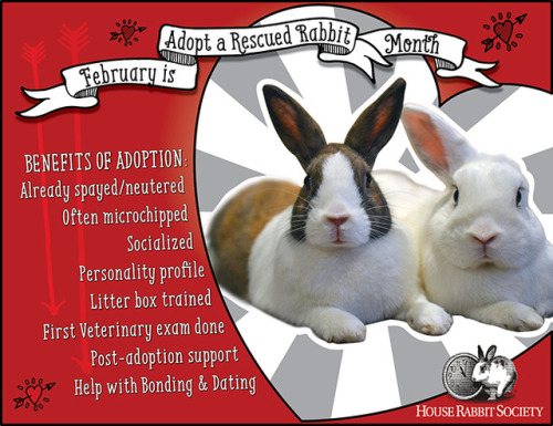 lakenormanhumanenc: lakenormanhumanenc:February is Adopt A Rabbit Month!  Animal shelters and rabb