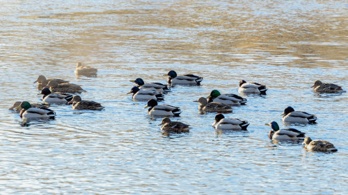 Group of floaty friends (mallards)