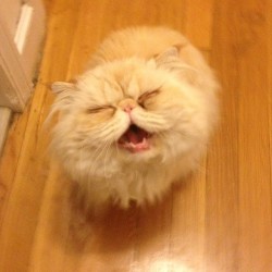 lucifurfluffypants:  It’s dinnertime! #persiancat #catsofinstagram http://lucifurfluffypants.tumblr.com/ https://www.facebook.com/LucifurFluffypants 