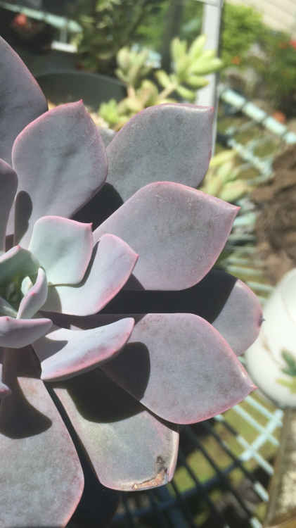 succulent and cacti