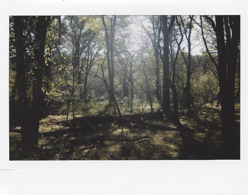 melanieonfilm:  Turtle River State Park in Autumn Fujifilm Instax 210