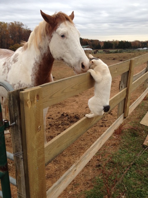 amnos-for-dream:  So one of our barn cats LOVES visiting with the horses.   Cool!