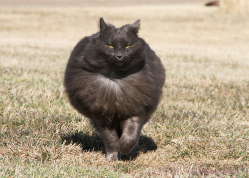 knucklechuffed:  dammitmat:  milkywaywhite:  Meet Sygmond The Grey, a truly majestic cat from the northern lands of Legendary Maine.  oh my GODS this is the most majestic fucking thing i have ever seen look at it look  that is epic floof. 
