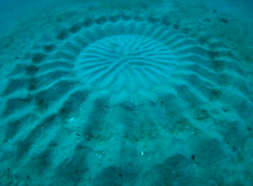 Porn photo sixpenceee:  When underwater crop circles