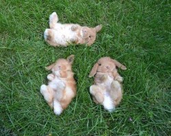 cute-overload:  Hoppy Bunday, It’s a Tripple