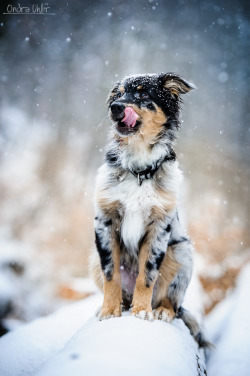 earthlynation:  (via 500px / DogSitting by