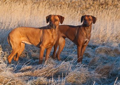 Rhodesian Ridgeback